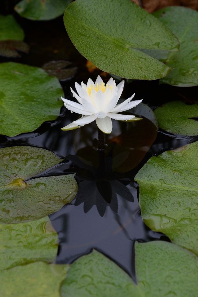 薬用植物園で-1
