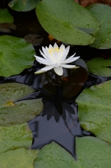 薬用植物園で-1