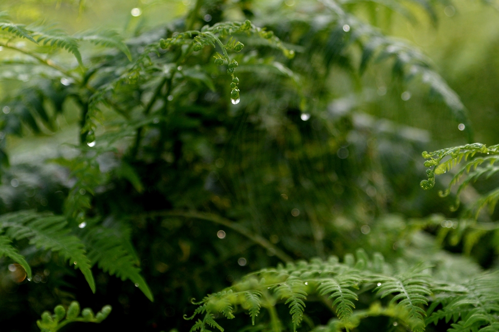 雨上がりの朝ー2