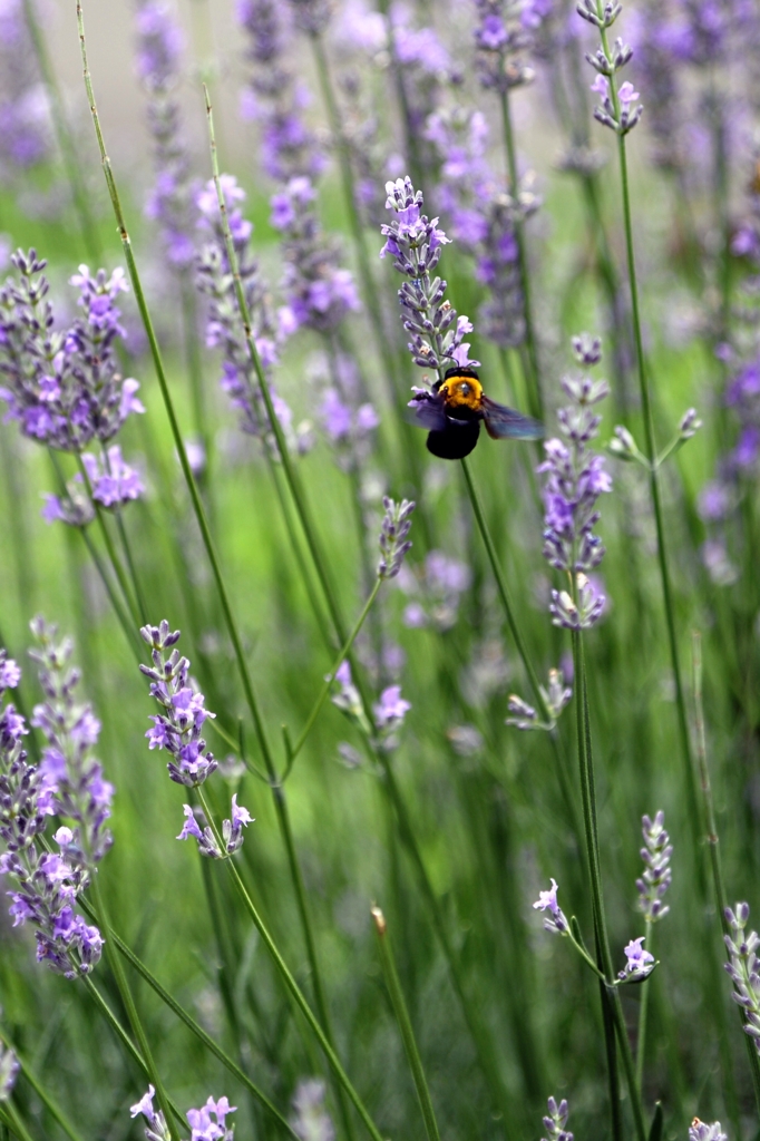 梅雨時の原で-1