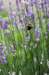 梅雨時の原で-1