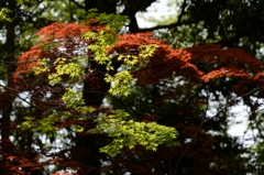 公園は初夏ー１