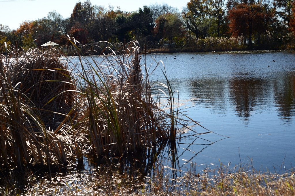 初冬の見沼池ー1