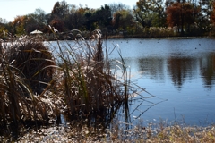 初冬の見沼池ー1