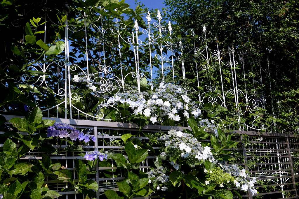 花と一緒で 映える ―2