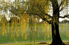 陽に映えるとー2