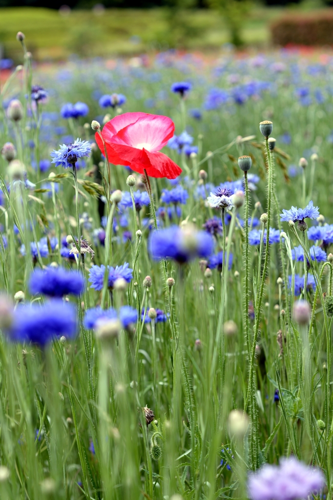 目立ちますか-2