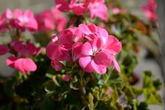  ベランダ の花 ー2