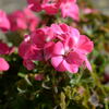  ベランダ の花 ー2