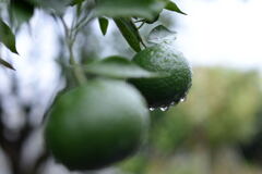 雨が止んで―２