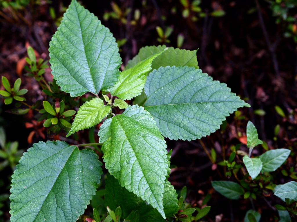 葉もステキー３