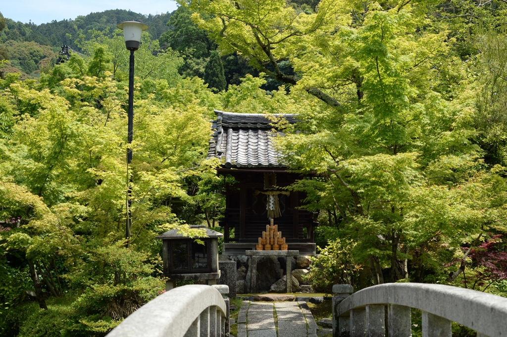 新緑の永観堂（京都）－6