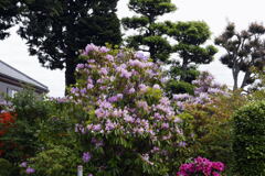 花のある 屋敷ー1