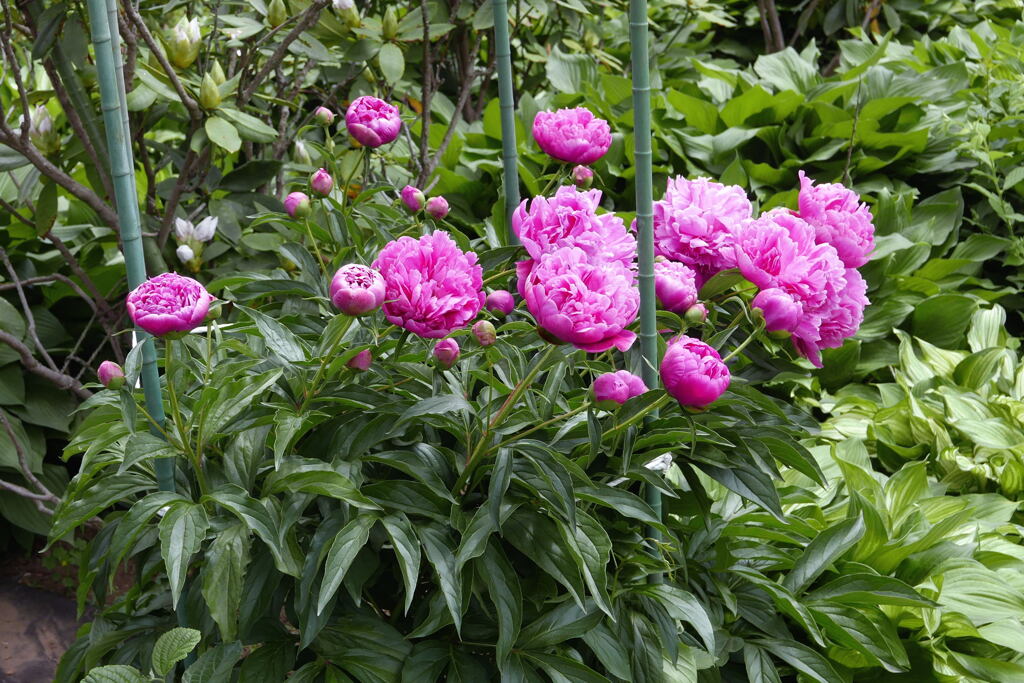 花のある 屋敷 ―2