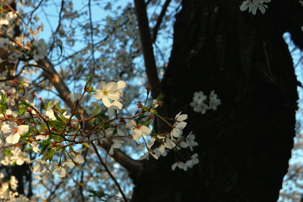 春の明り－１