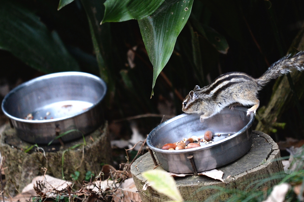 シマリス君ー１