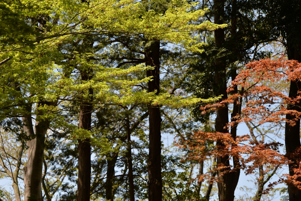 春風に誘われ　－1