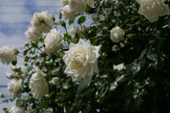 薔薇の季節 ー2