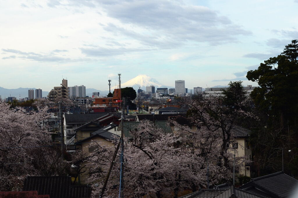 サクラ 咲く ―2