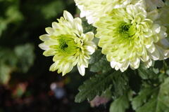 明るさ放つ 白花 —1