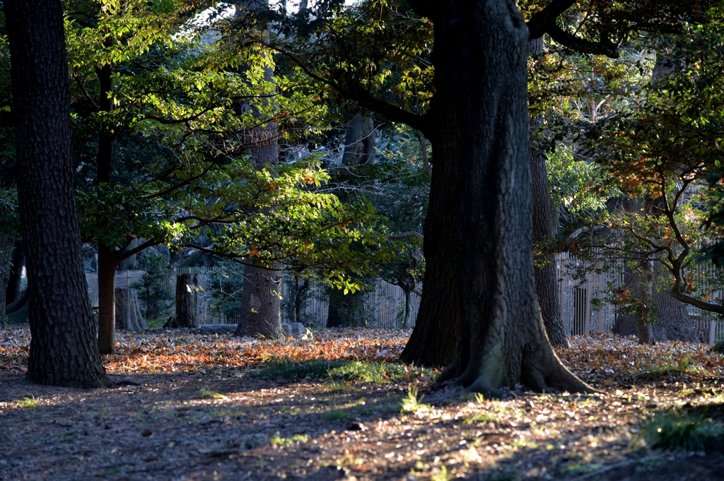 １月２日神宮外苑ー４