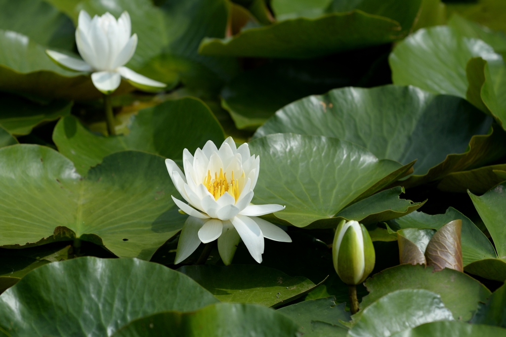 公園は初夏ー４