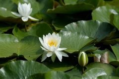 公園は初夏ー４