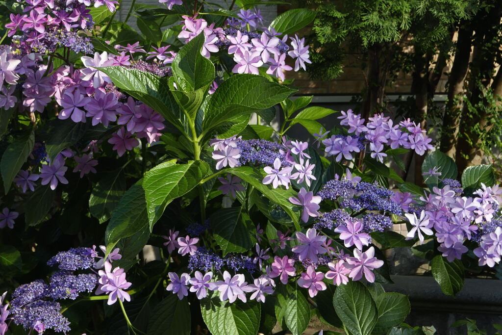  今が 花盛り ―1