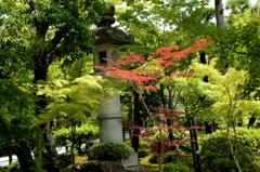 新緑の永観堂（京都）－8