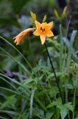 那須  沼ﾂ原湿原で-2