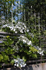  花と一緒で 映える ―1