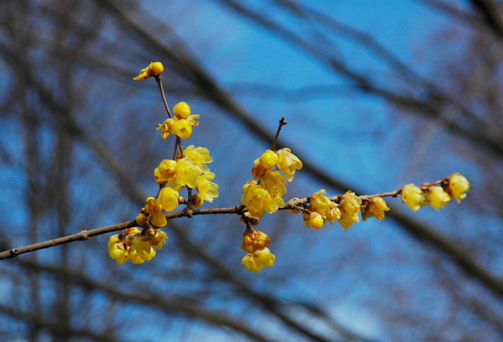  冬の香り 蠟梅 ―2