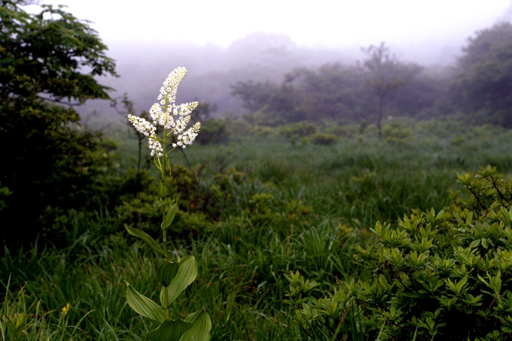 那須　沼ﾂ原湿原で-5