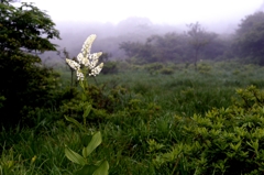 那須　沼ﾂ原湿原で-5