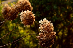 冬の陽射しにー1