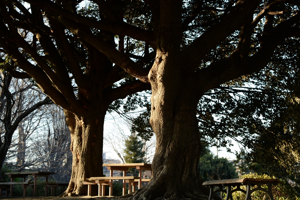 人の顔の様なー1