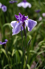 見頃の菖蒲園ー3