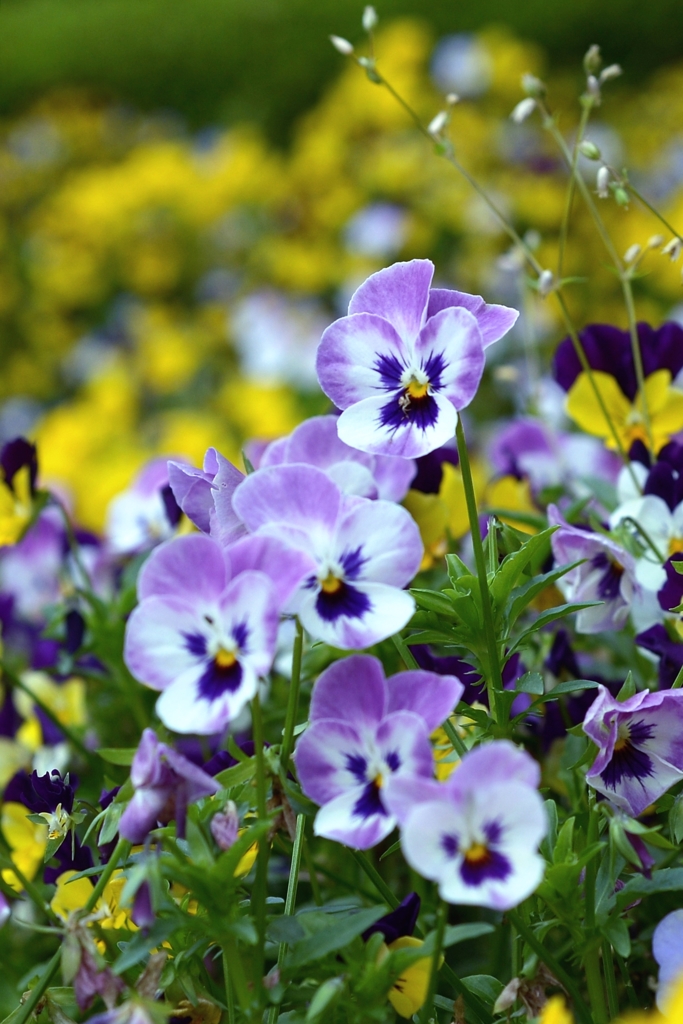 陽気と優しさ　－2