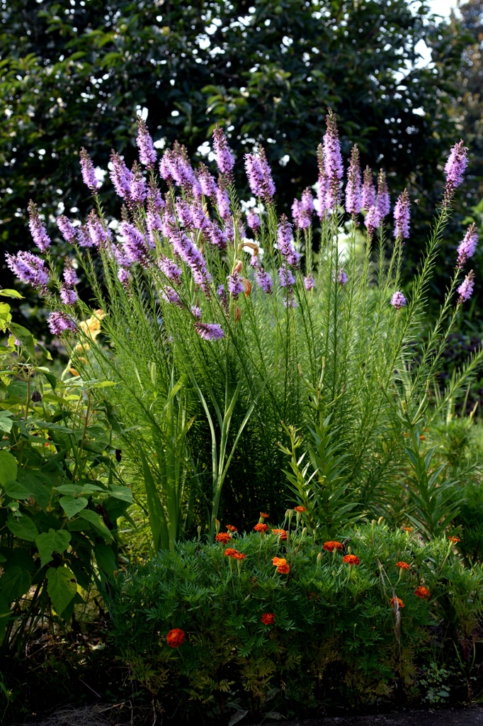 雨上がりの朝ー８