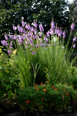 雨上がりの朝ー８