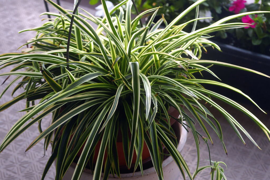  ベランダでの写真 ―2