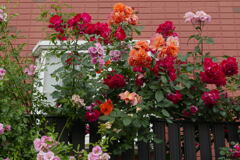 薔薇の家 ー1