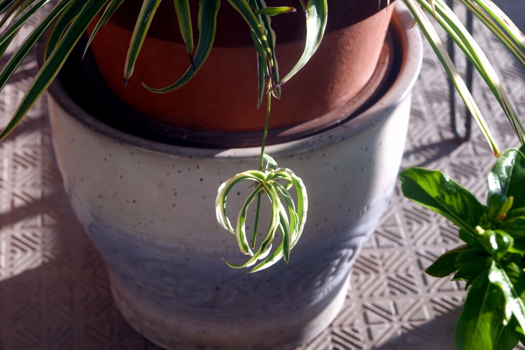  ベランダにて ー2