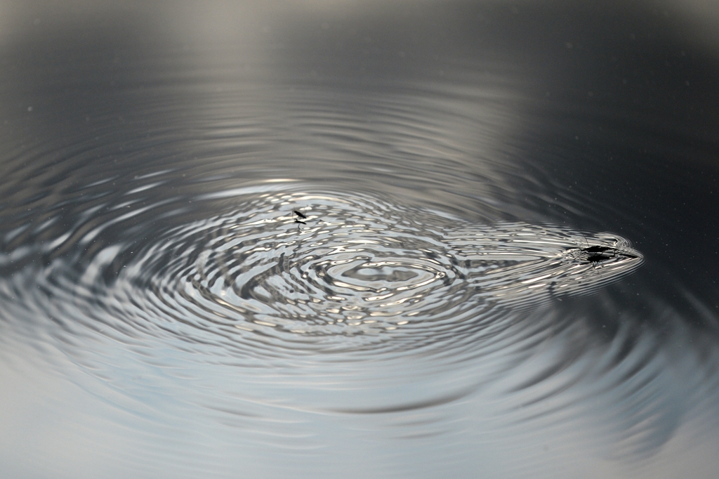 見沼自然の池でー3