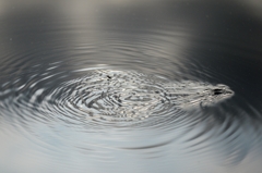 見沼自然の池でー3