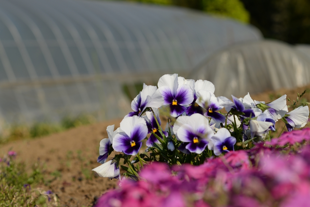 季節を違えずー2