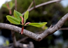 春の花ーホウノキ