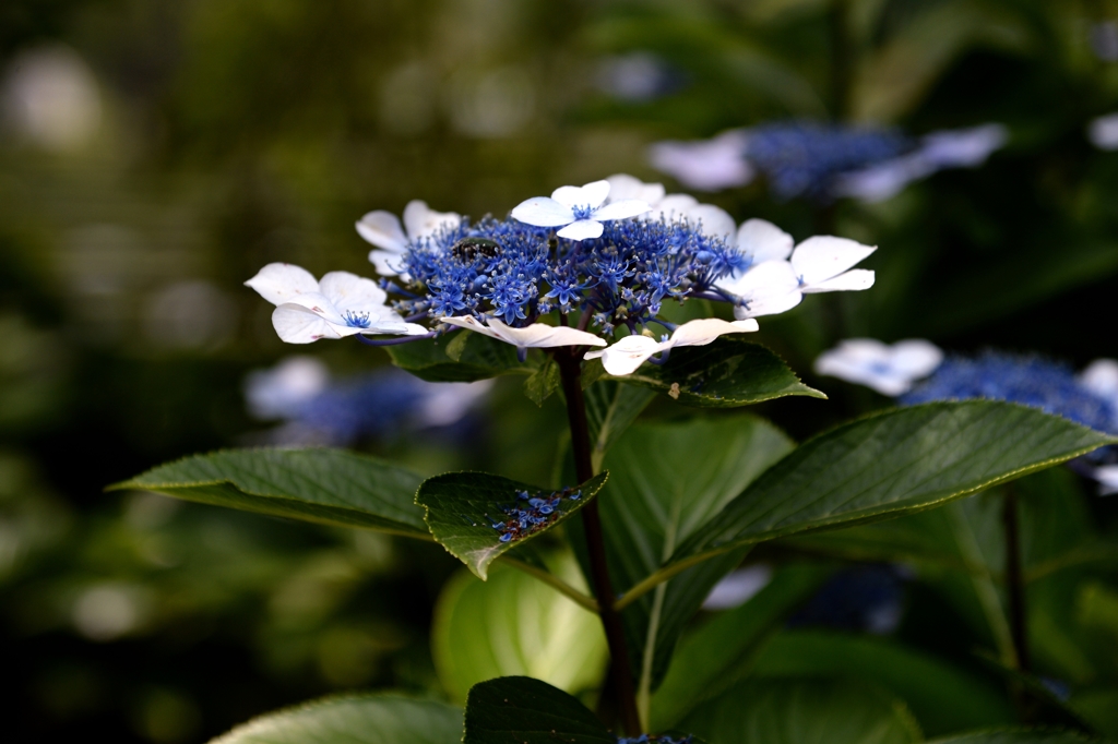 六月の終わりにー1