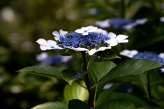 六月の終わりにー1