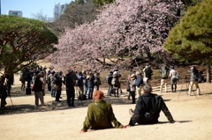 新宿御苑　さくらー３